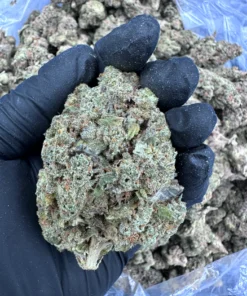 Apple Fritter Strain