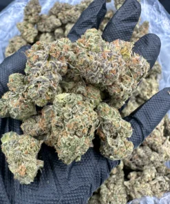 Pineapple Express Strain