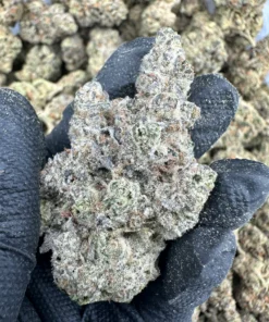 animal cookies strain