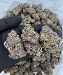 Wizard Trees Zoza